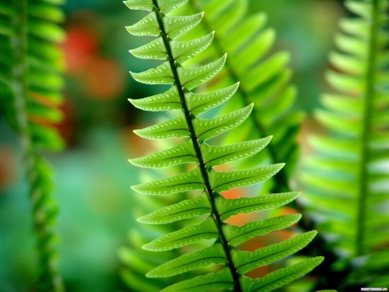 Close-up of a green fern leaf
