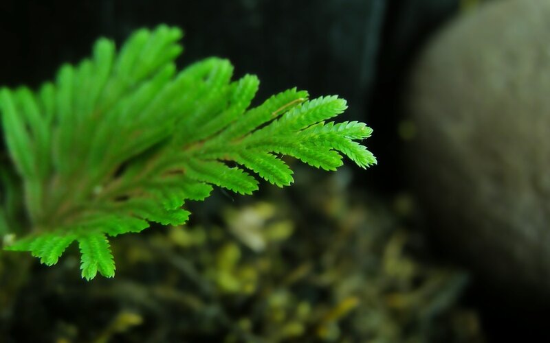 Close-up of a green fern