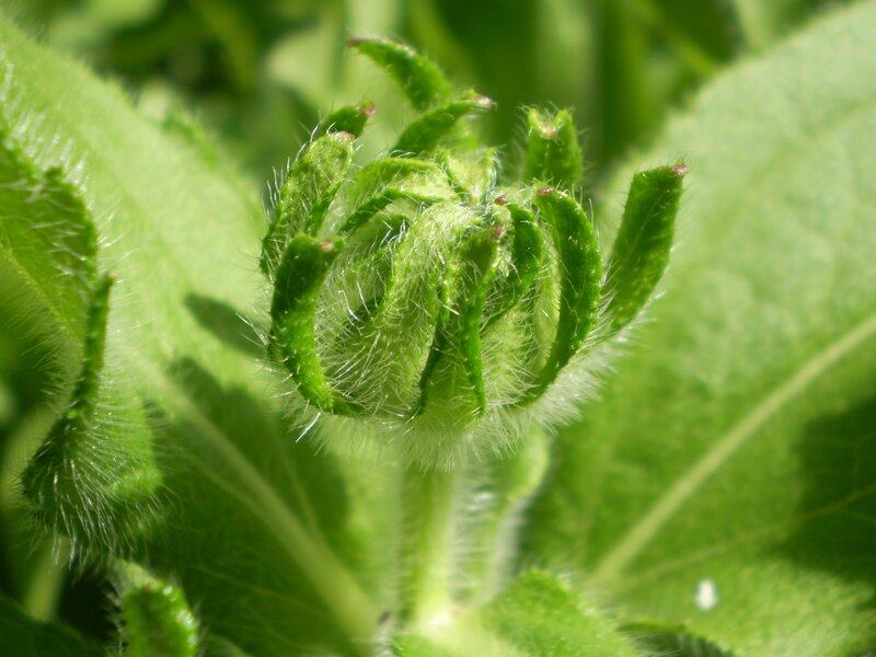 Close-up of a green flower bud