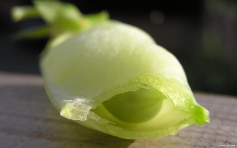 close-up of a green flower bud