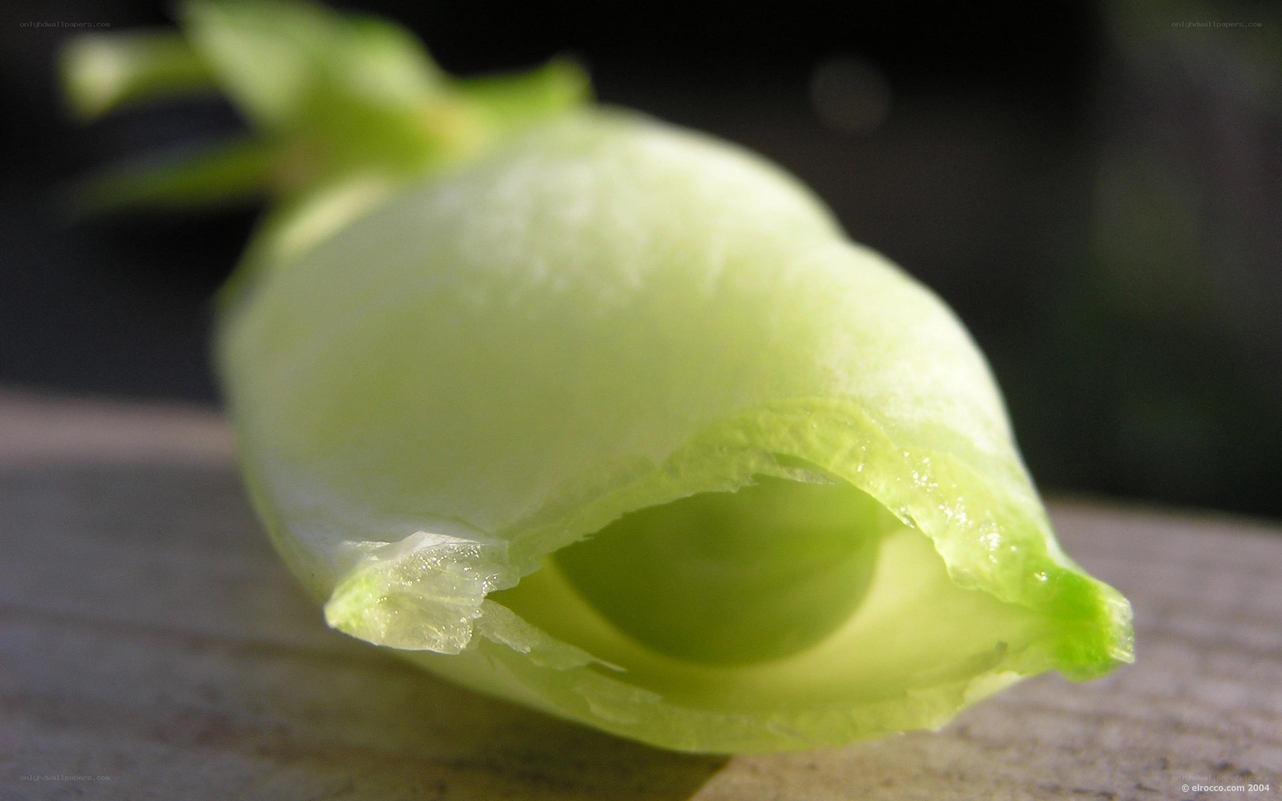 close-up of a green flower bud