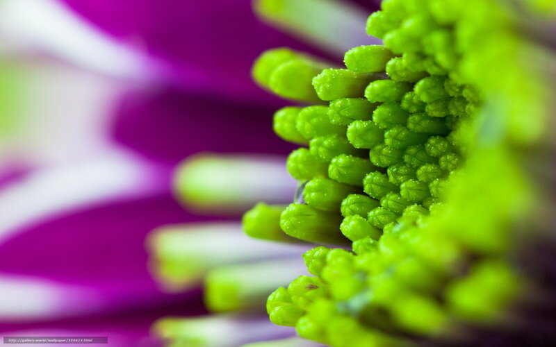 Close-up of a green flower center