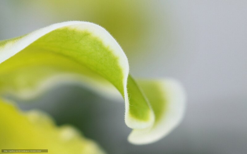 Close-up of a green flower