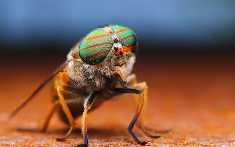close-up of a green fly