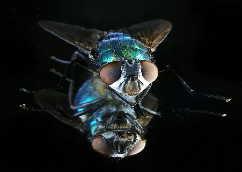 Close-up of a green fly