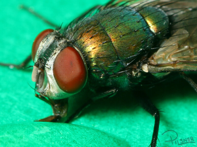 close-up of a green fly