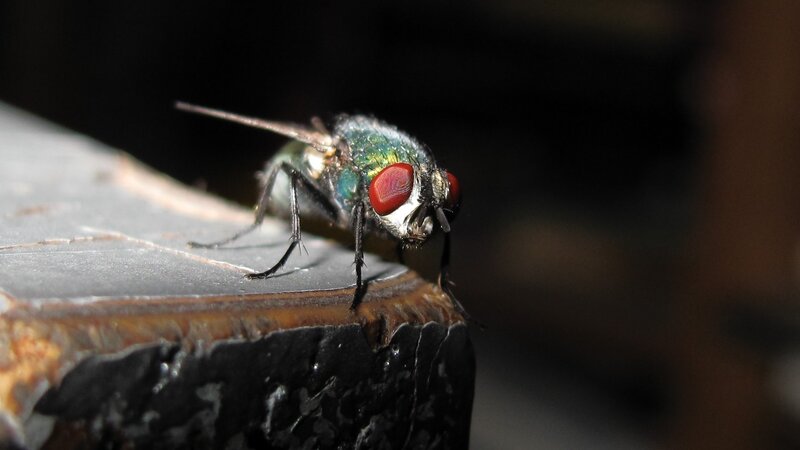 close-up of a green fly