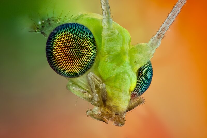 close-up of a green fly
