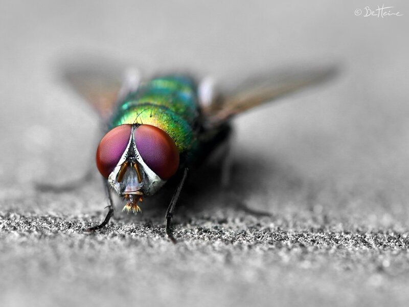 close-up of a green fly
