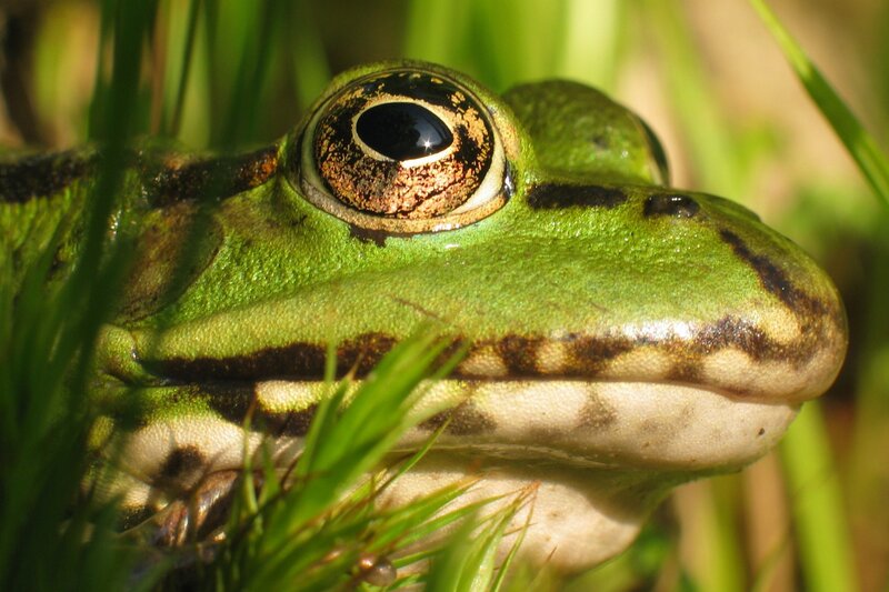 Close-up of a green frog