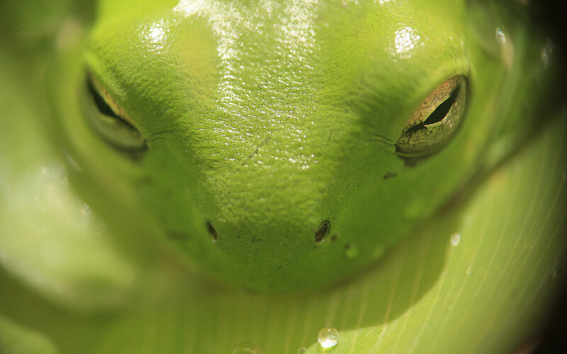 Close-up of a green frog