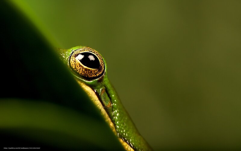 close-up of a green frog's eye