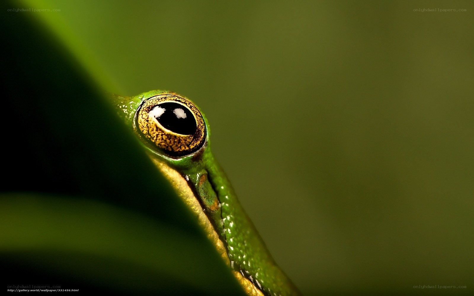 close-up of a green frog's eye