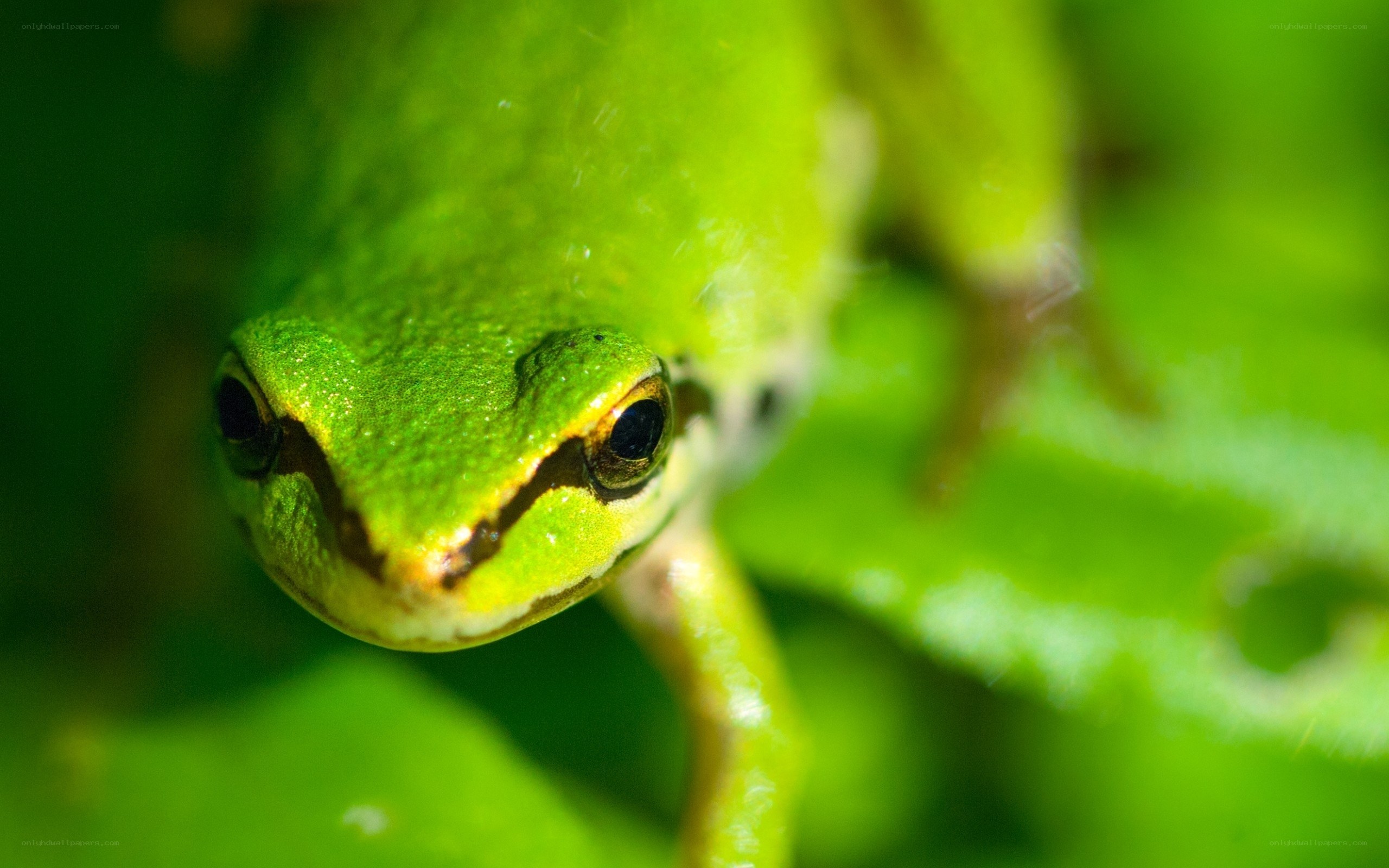 Close-up of a green frog