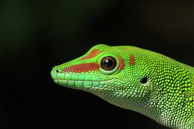 Close-up of a green gecko