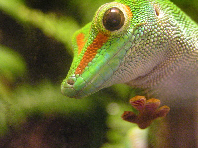 close-up of a green gecko