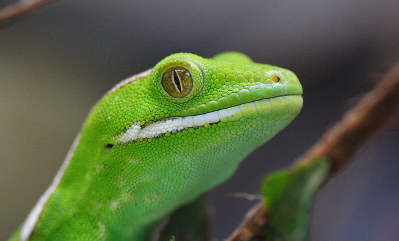 Close-up of a green gecko