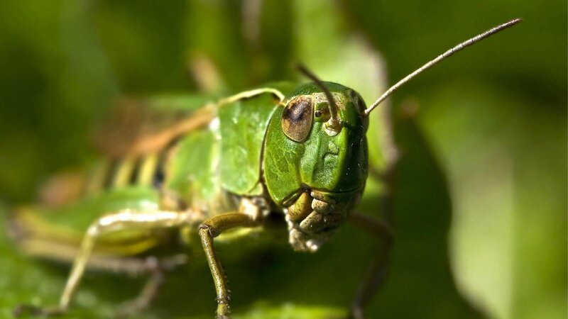 close-up of a green grasshopper