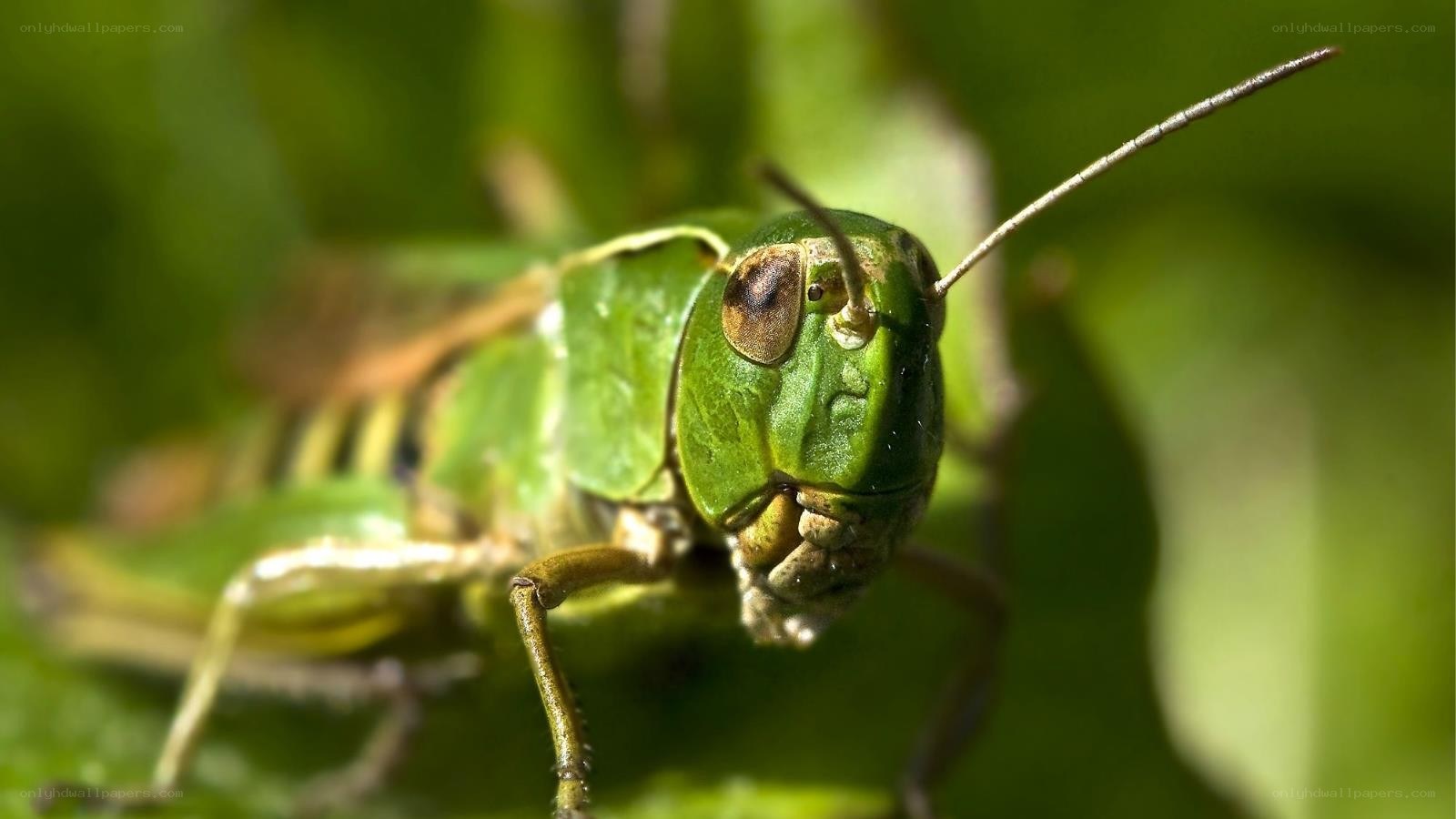 close-up of a green grasshopper
