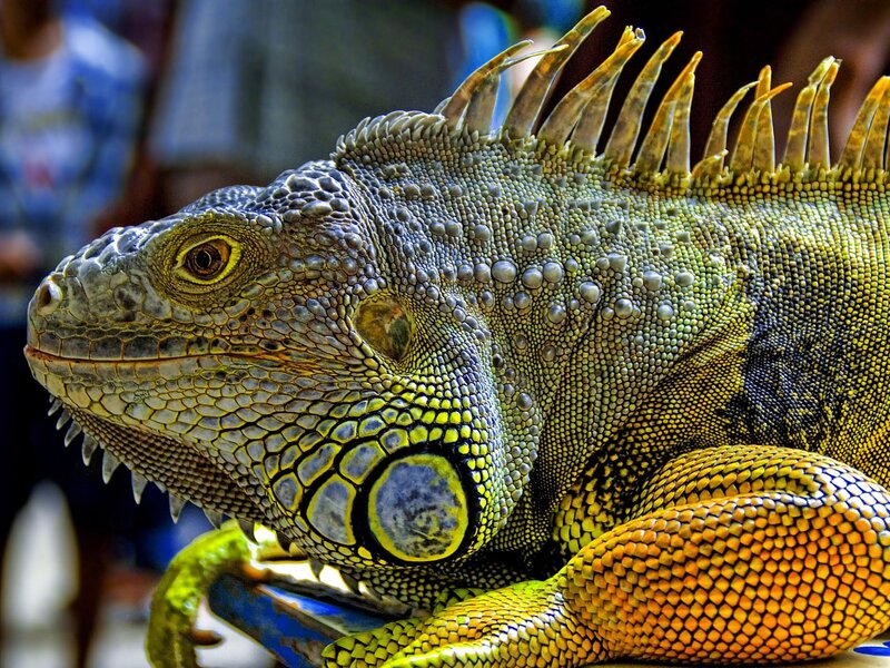 Close-up of a green iguana
