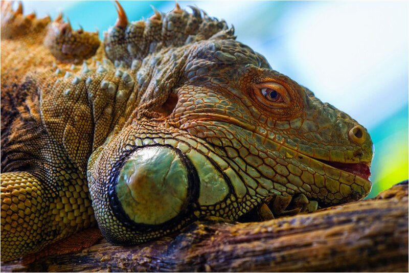 Close-up of a green iguana