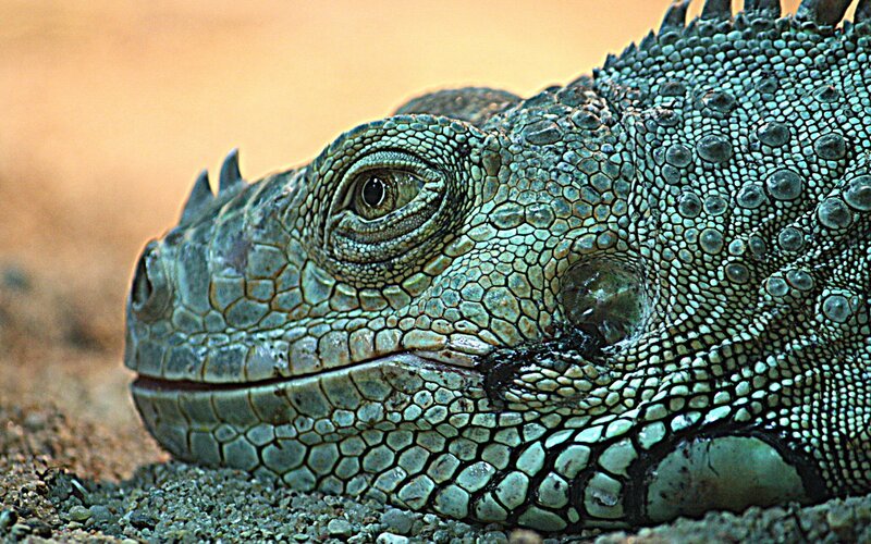 close-up of a green iguana