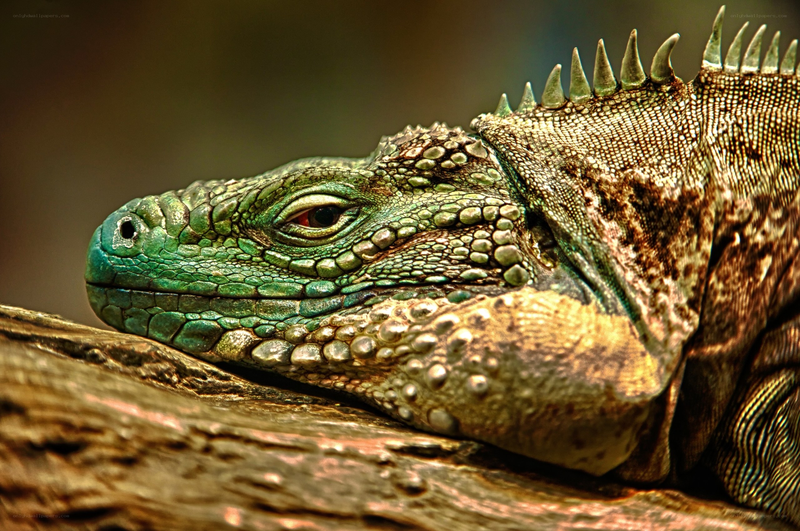 Close-up of a green iguana