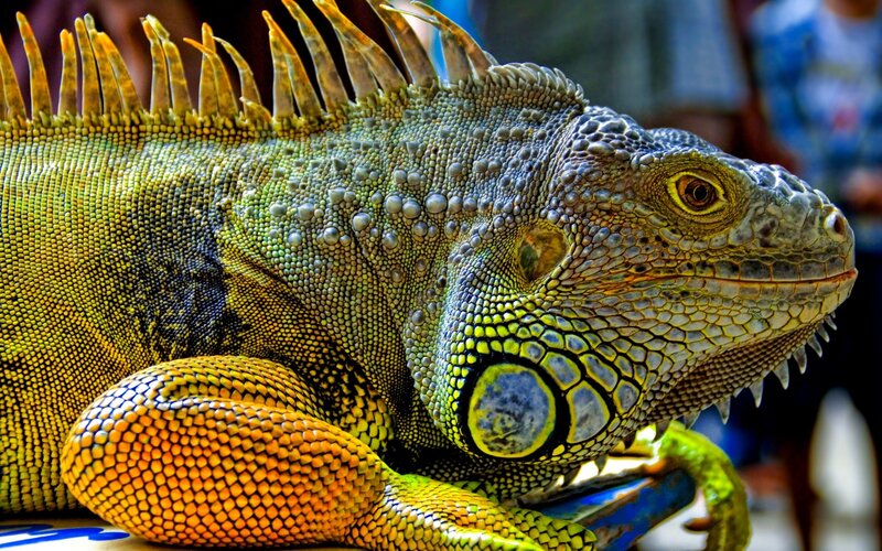Close-up of a green iguana