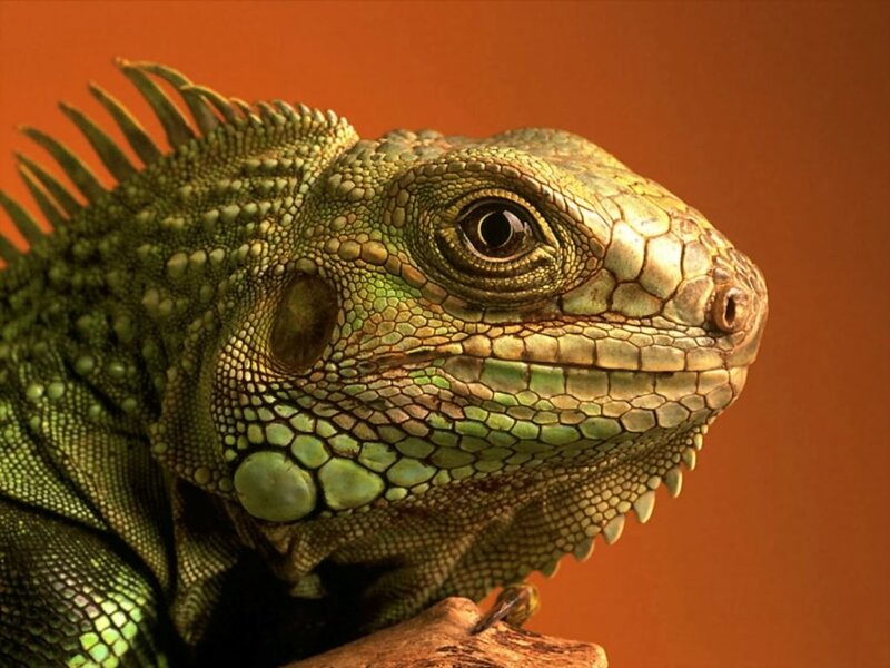 Close-up of a green iguana