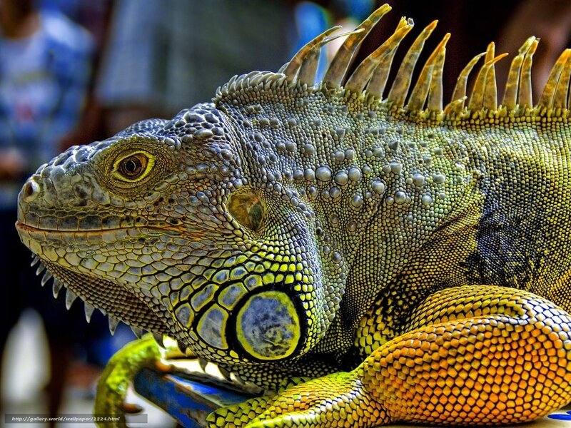 Close-up of a green iguana