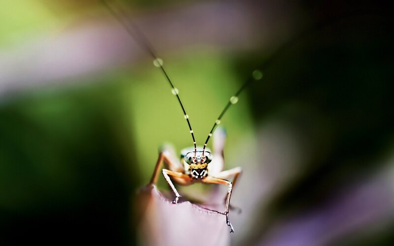 close-up of a green insect