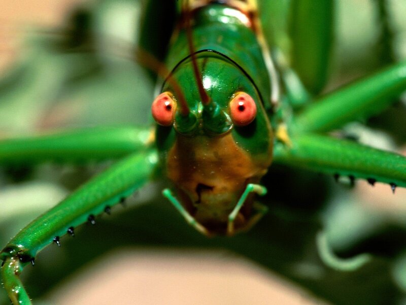 close-up of a green insect