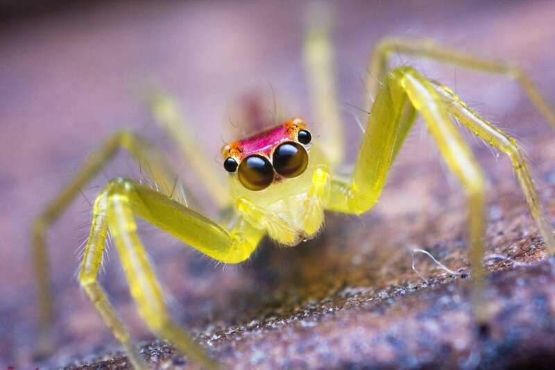 Close-up of a green jumping spider