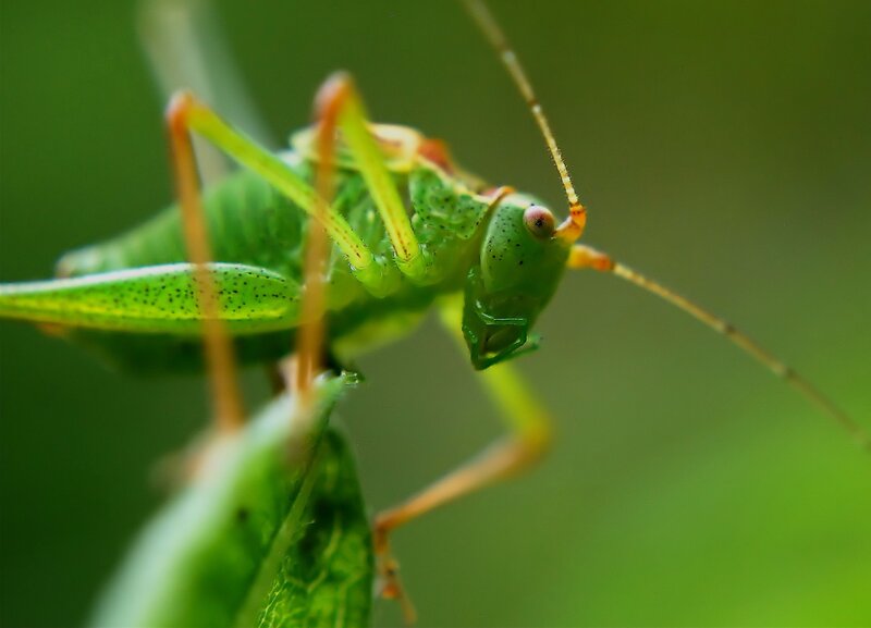 Close-up of a green katydid