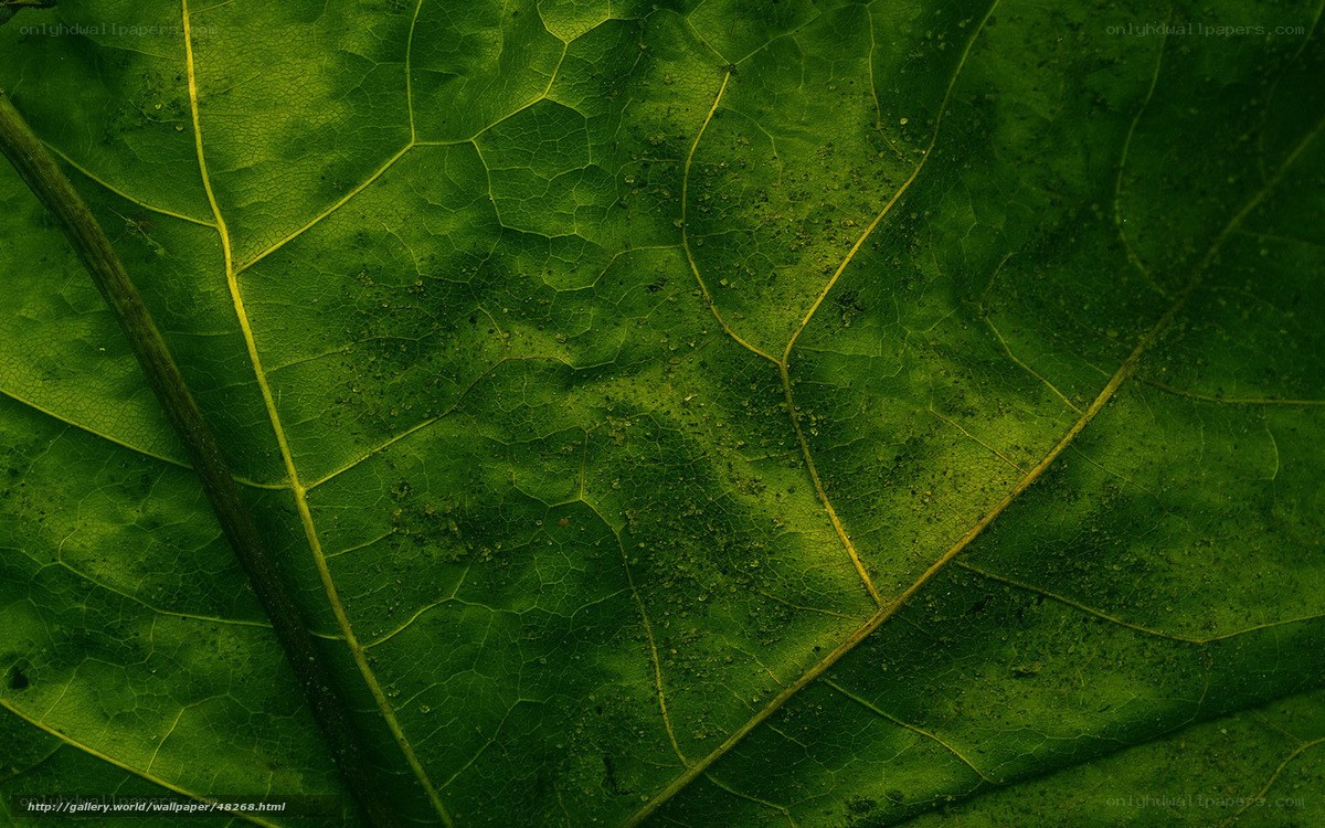 Close-up of a green leaf
