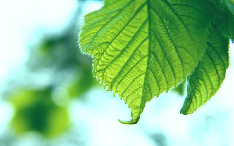 Close-up of a green leaf