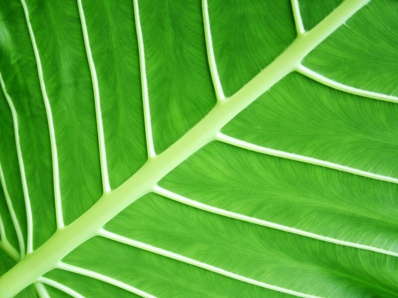 Close-up of a green leaf