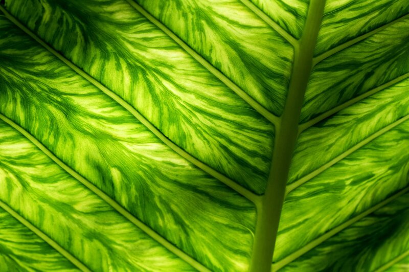 Close-up of a green leaf