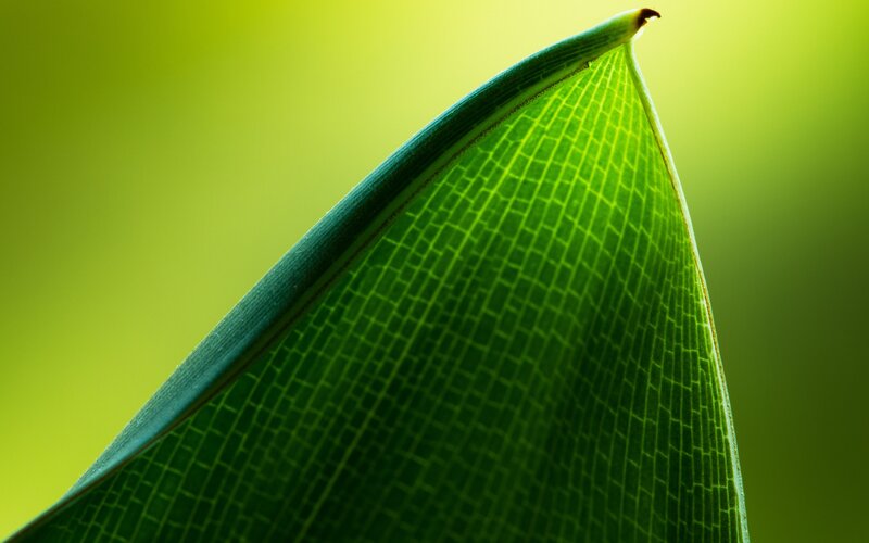 close-up of a green leaf