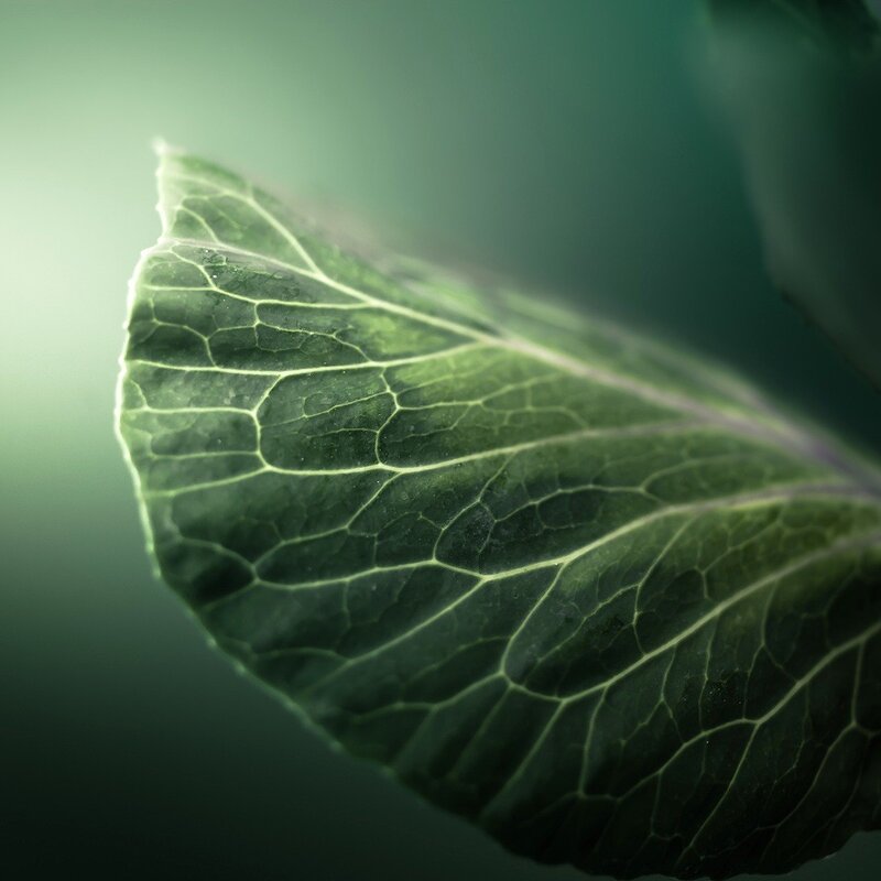 close-up of a green leaf
