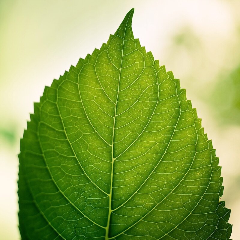 Close-up of a green leaf