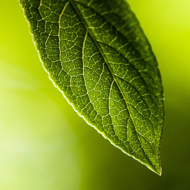 Close-up of a green leaf