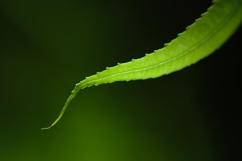 Close-up of a green leaf