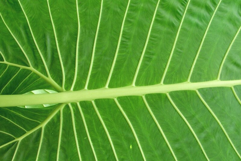 close-up of a green leaf