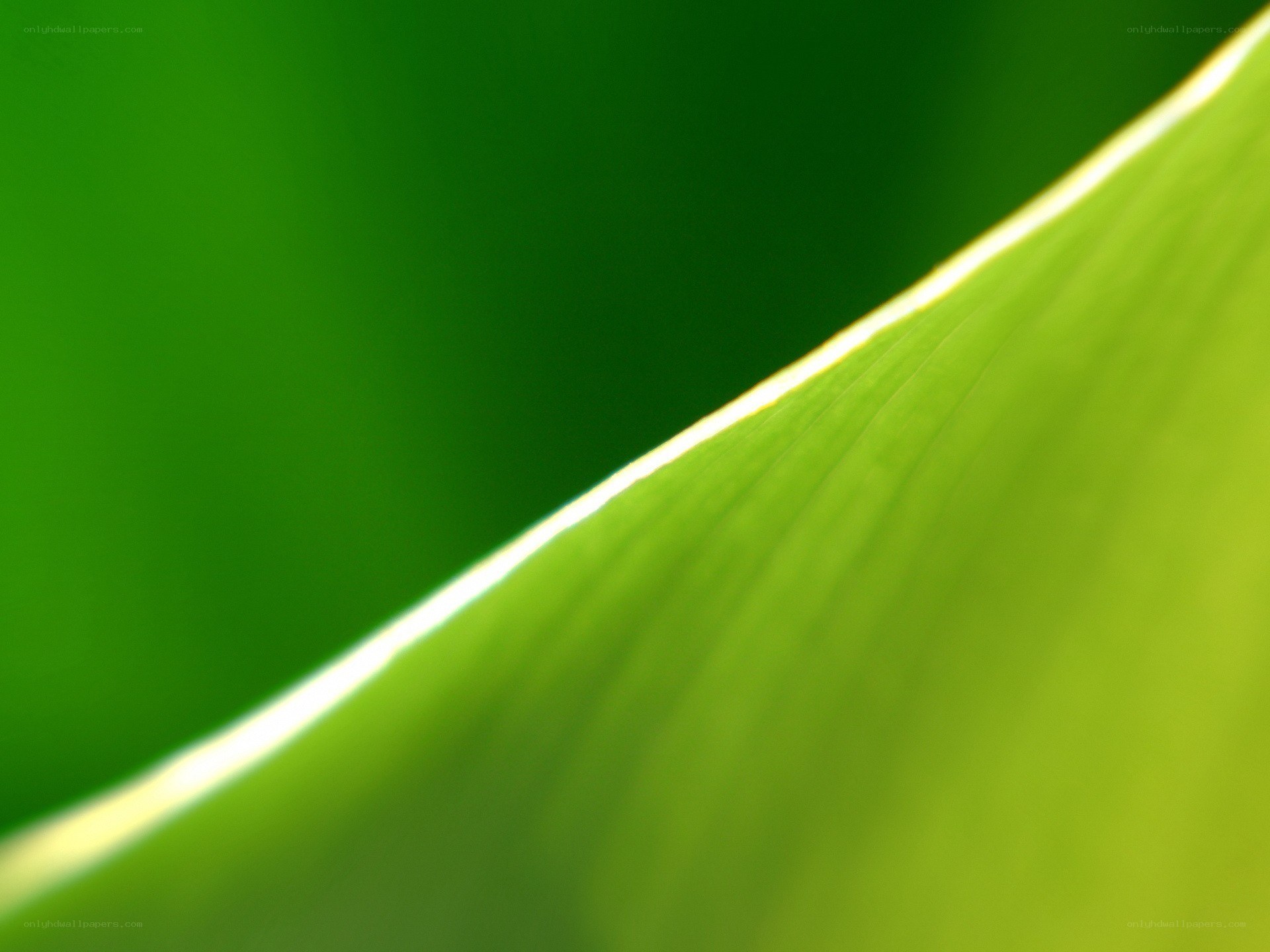 Close-up of a green leaf