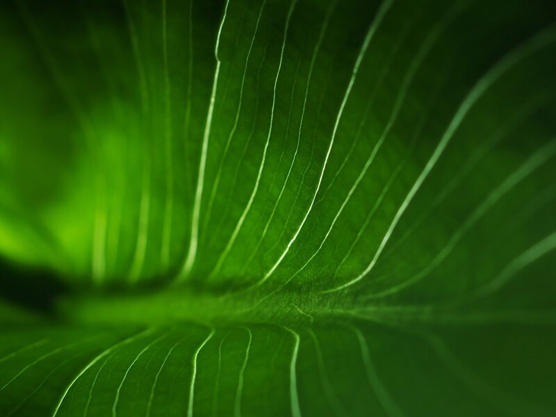 Close-up of a green leaf