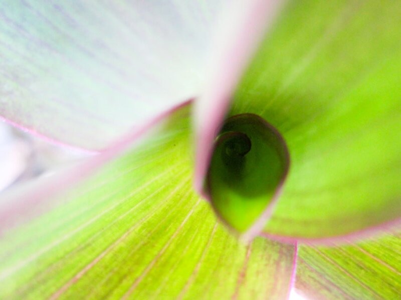 Close-up of a green leaf