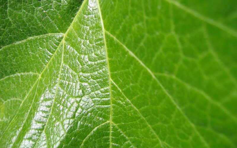 close-up of a green leaf