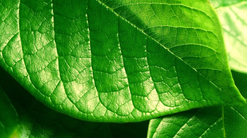 Close-up of a green leaf