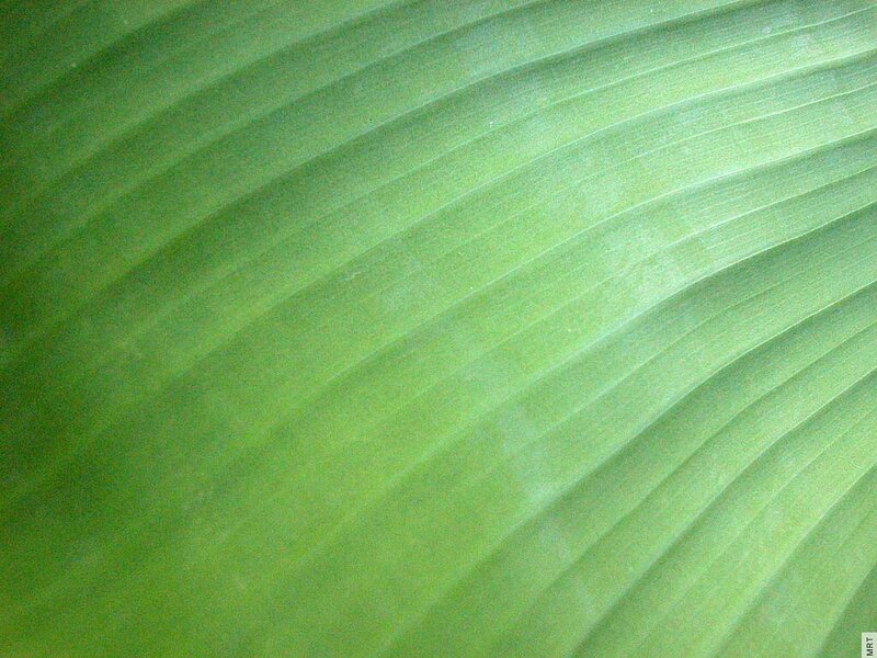 Close-up of a green leaf